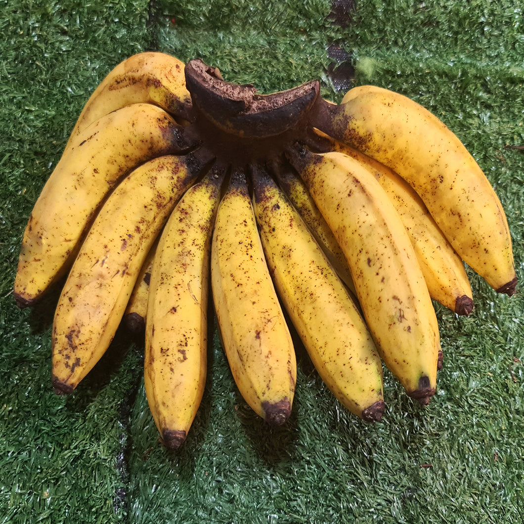 Fruit: Banana (Lakatan)