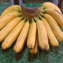 Load image into Gallery viewer, Fruit: Banana (Latundan)
