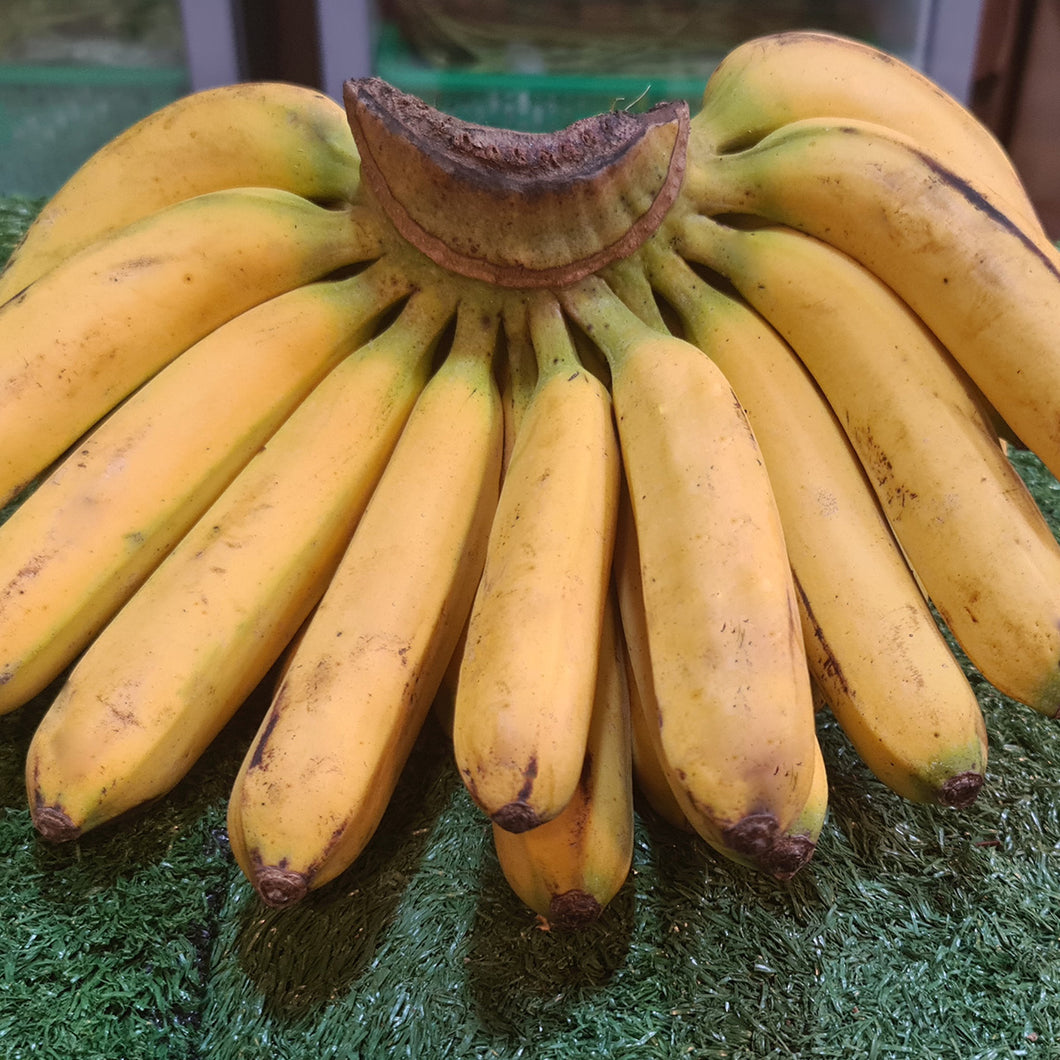 Fruit: Banana (Latundan)