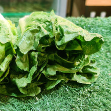 Load image into Gallery viewer, Vegetables: Lettuce (Romaine)
